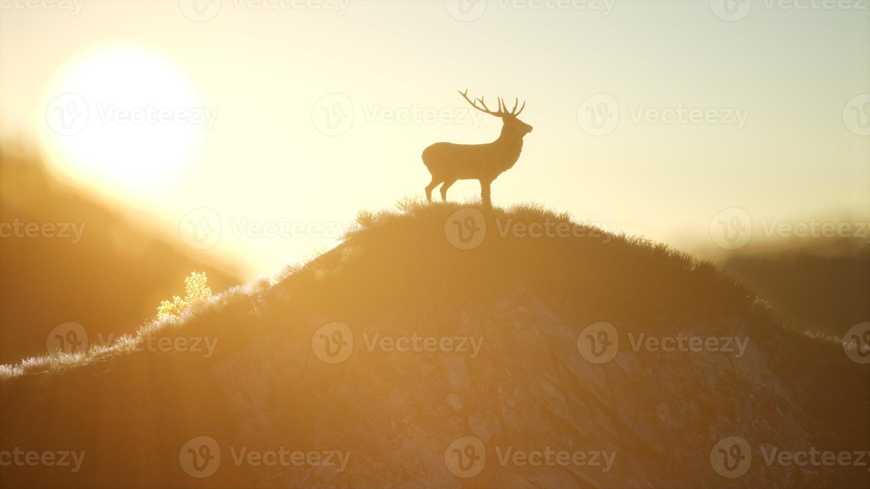 maschio di cervo nella foresta al tramonto foto