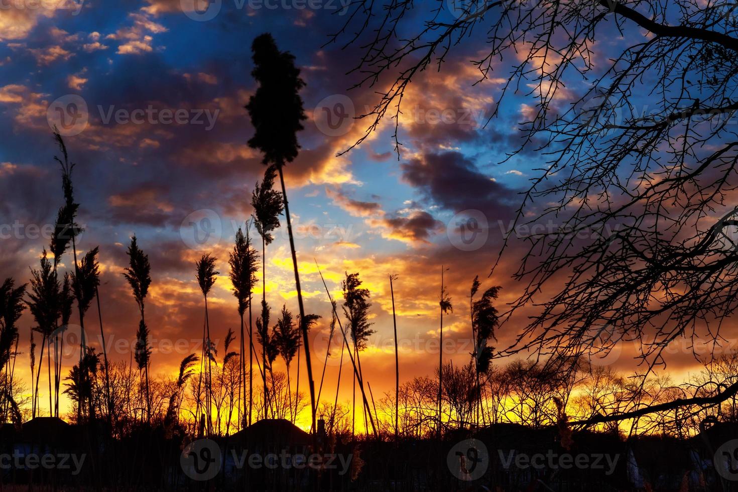 canna nella tranquilla serata di un tramonto. rosso drammatico foto