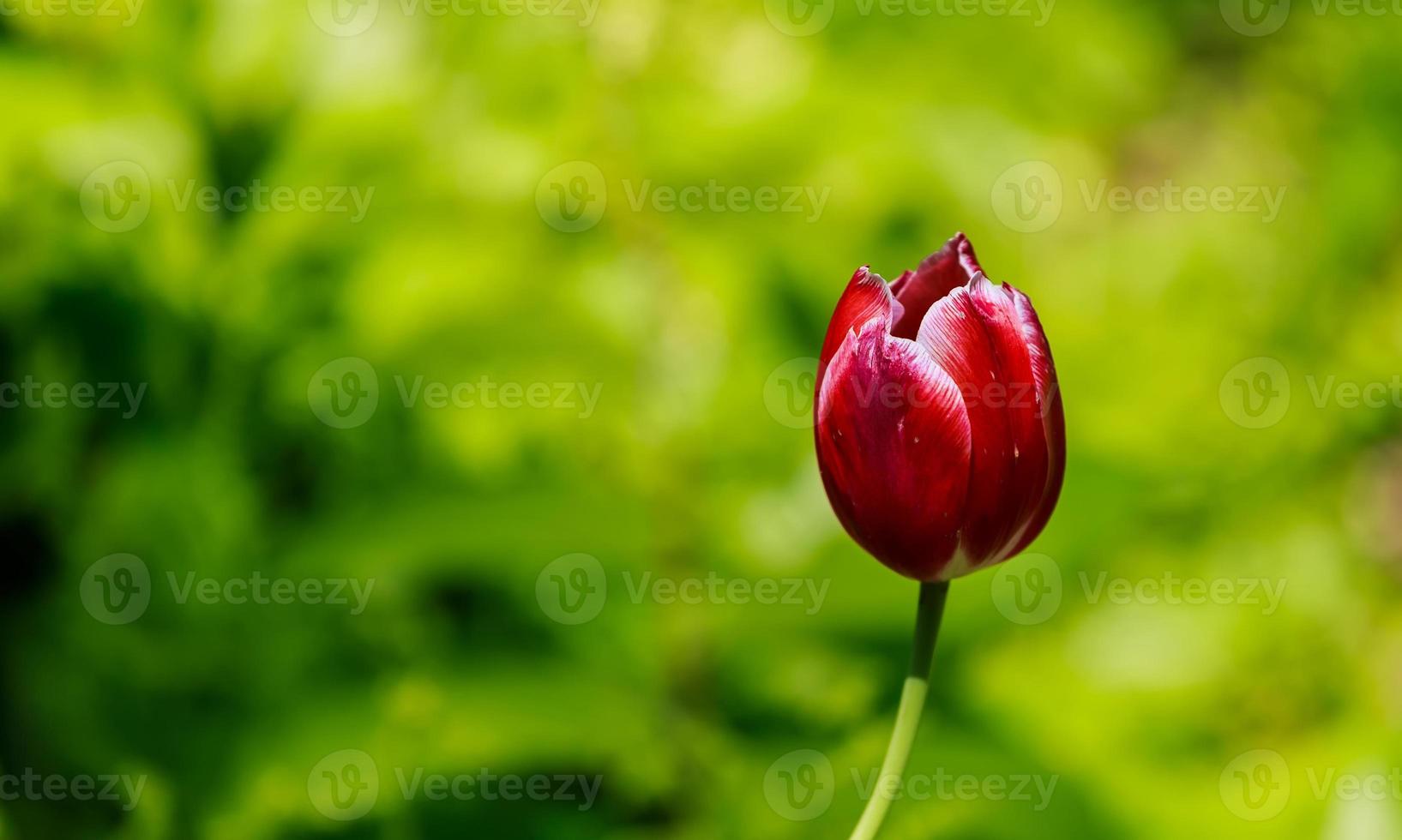 il tulipano è una pianta perenne, bulbosa dai fiori vistosi foto