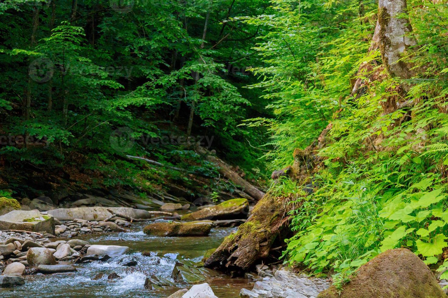 primavera lungo il fiume piccione nel foto