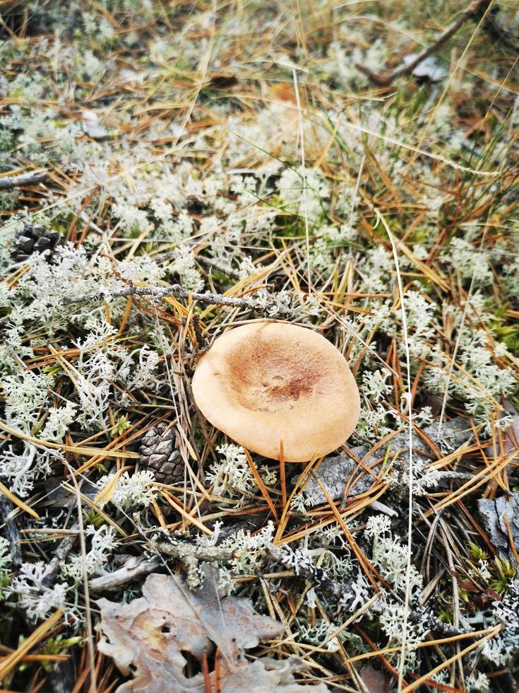 fungo nella foresta di abeti rossi nel muschio foto