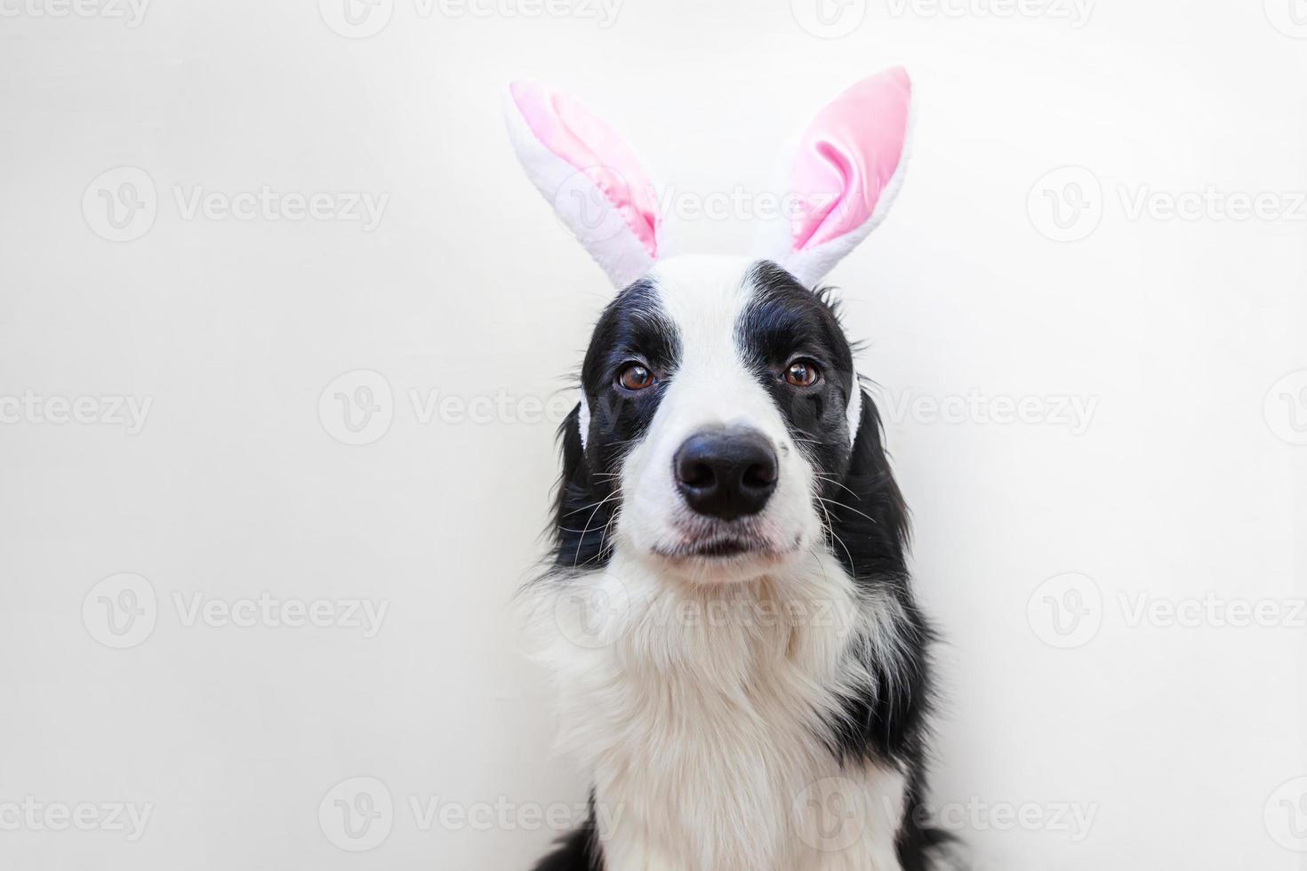 concetto di buona pasqua. divertente ritratto di simpatico cucciolo sorridente cane border collie che indossa orecchie da coniglio pasquale isolate su sfondo bianco foto