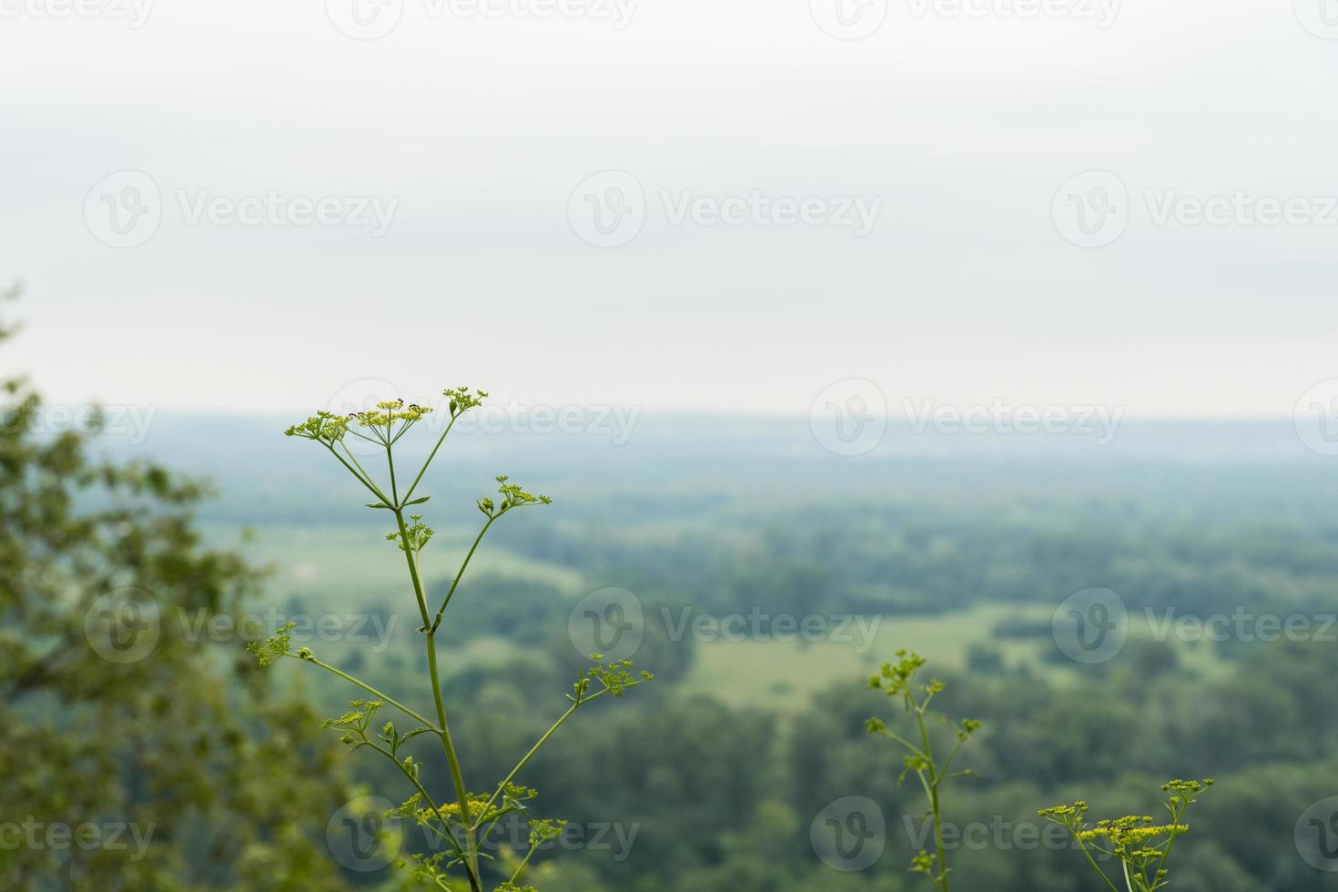 ramo di fiori di achillea sullo sfondo della foresta, primo piano foto