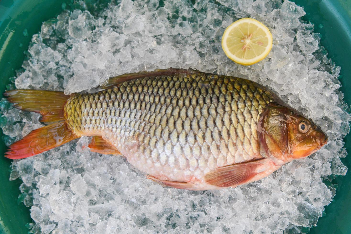 pesce carpa, pesce crudo fresco su ghiaccio per cibi cotti con sfondo di limone, mercato ittico d'acqua dolce della carpa comune foto