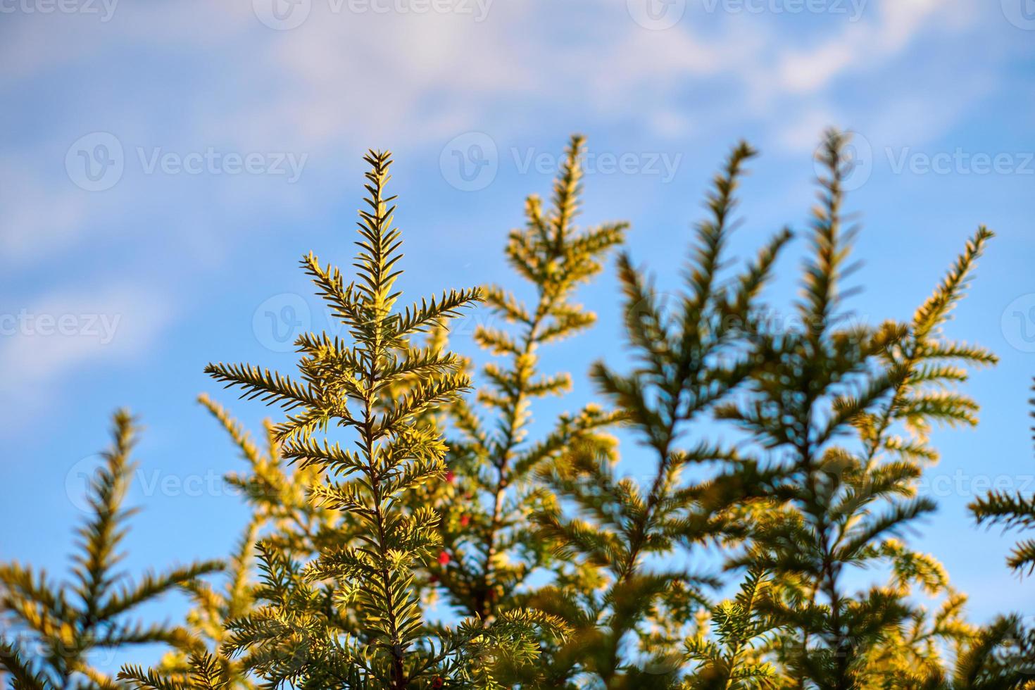 albero di tasso taxus baccata ramo copia spazio, sfondo blu cielo, albero di tasso sempreverde di conifere foto