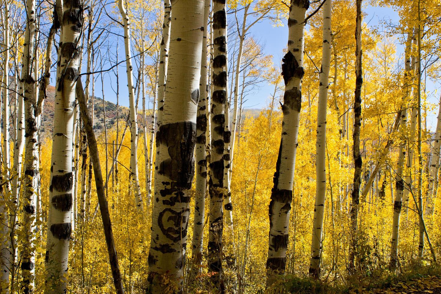 cadono gli alberi di pioppo tremulo foto