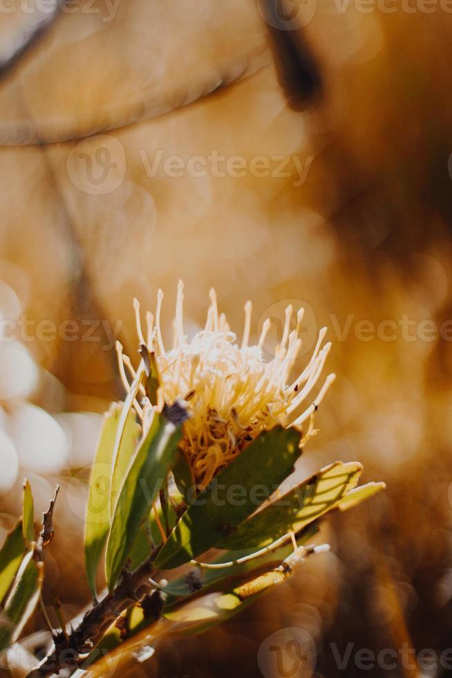 puntaspilli protea sul cespuglio foto