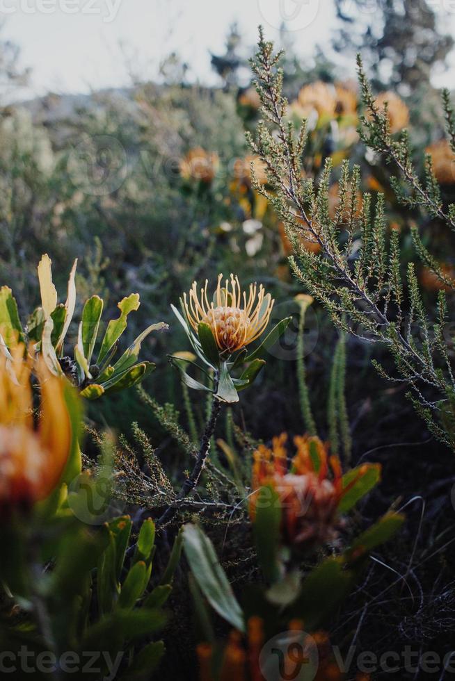 protea puntaspilli sudafricani foto