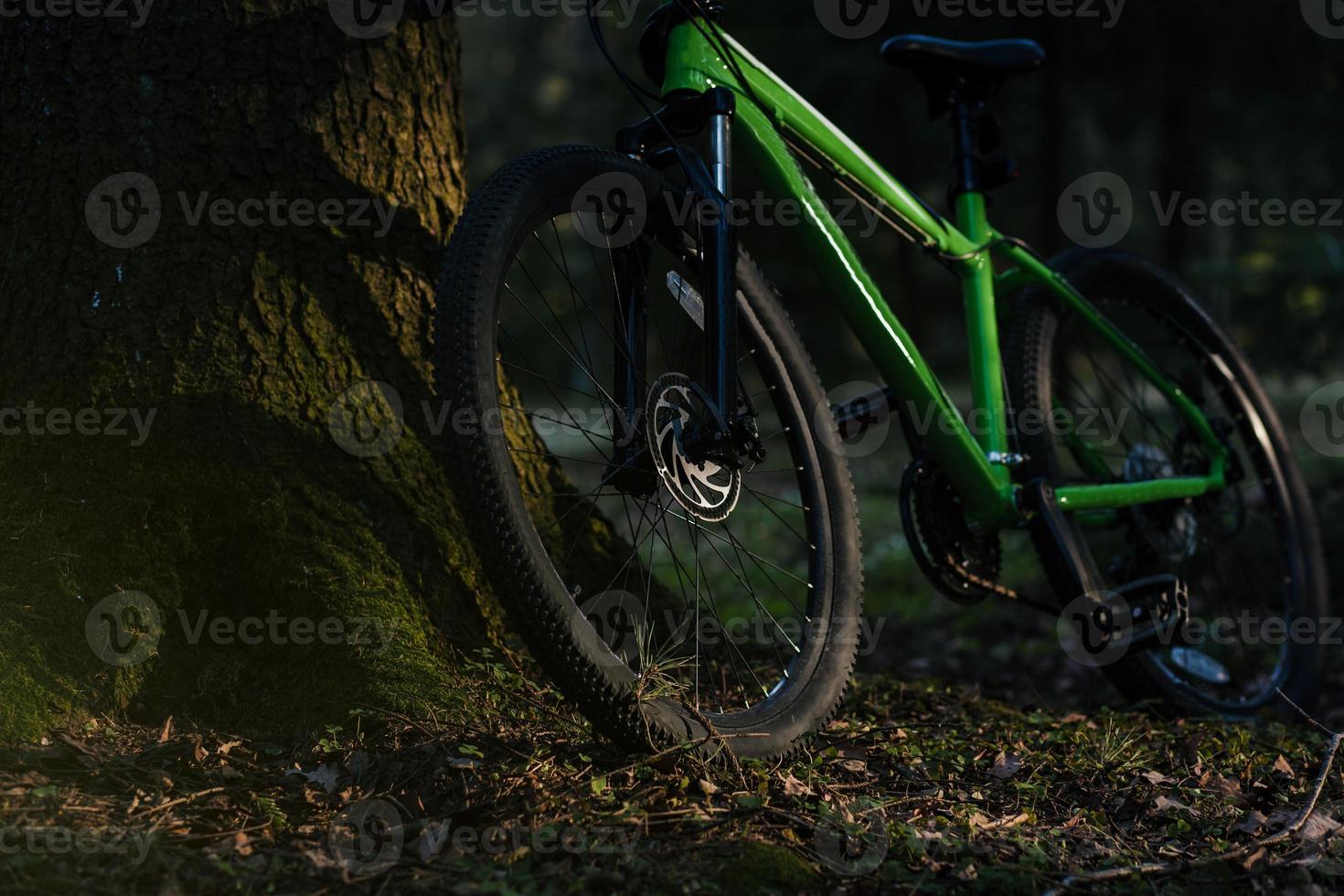 mountain bike vicino all'albero foto