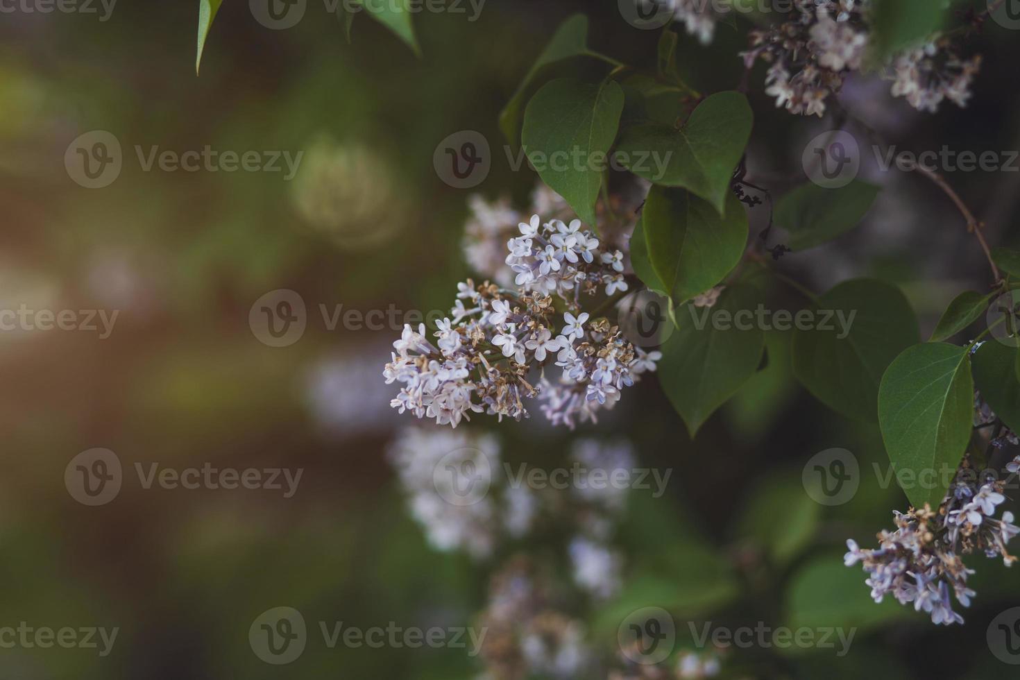 profumo primaverile di lillà in fiore foto