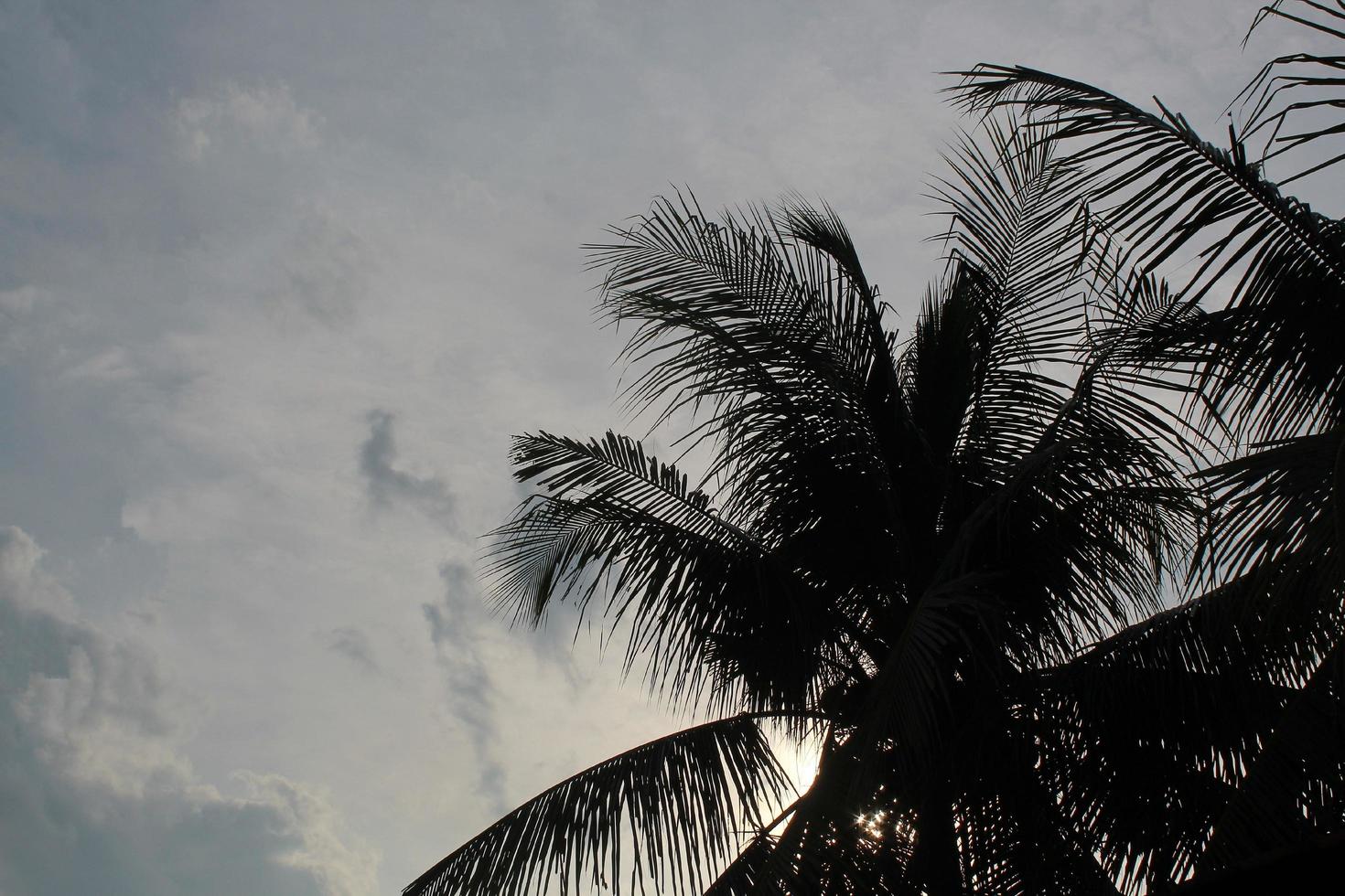 foto di palme da cocco al tramonto, shilutete