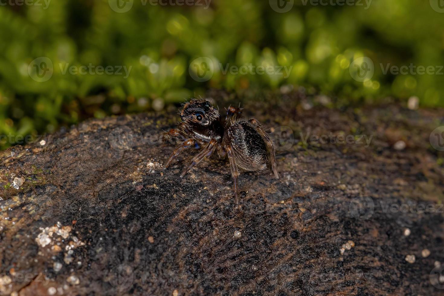 piccolo ragno saltatore nero foto