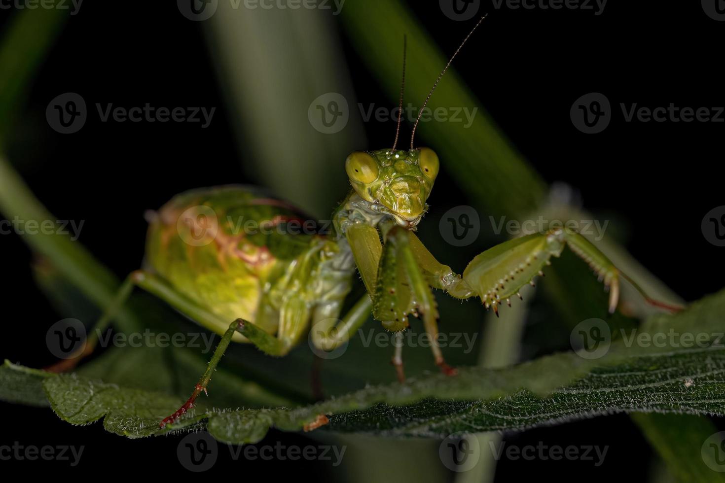 mantide acanthopid femmina adulta foto