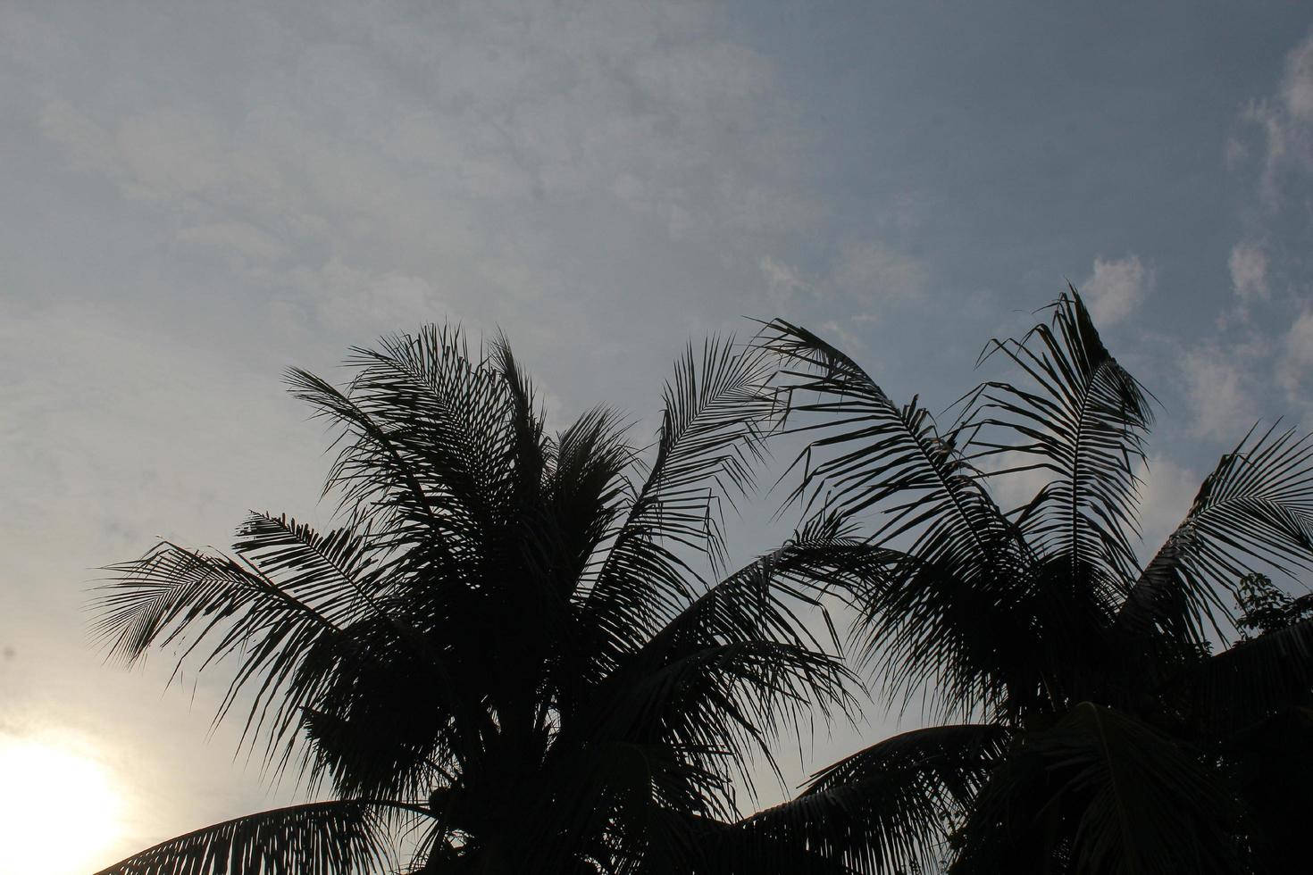 foto di palme da cocco al tramonto, shilutete