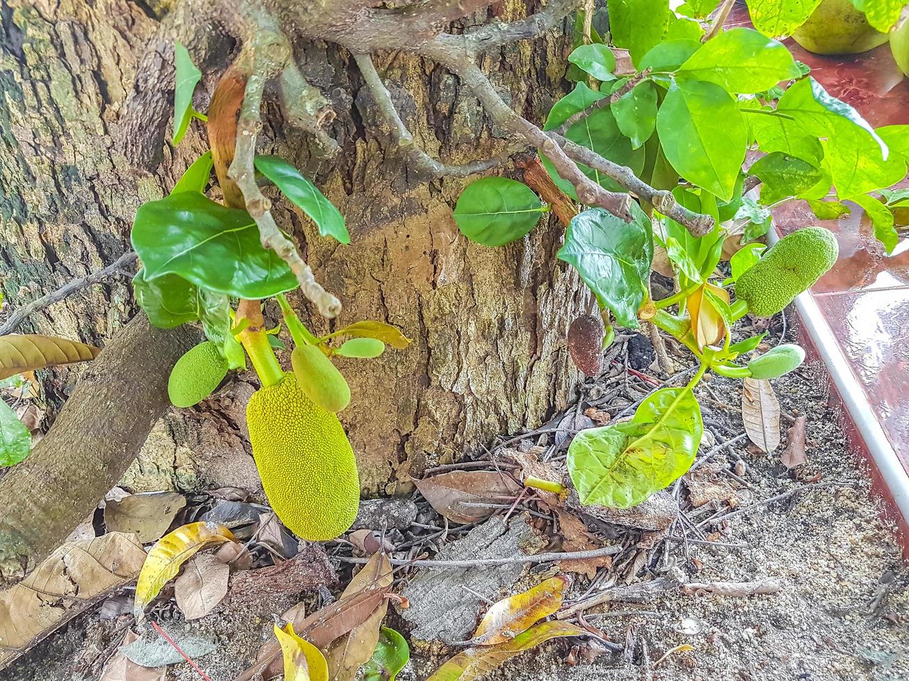 jackfruit che cresce su jack tree a koh samui thailand. foto