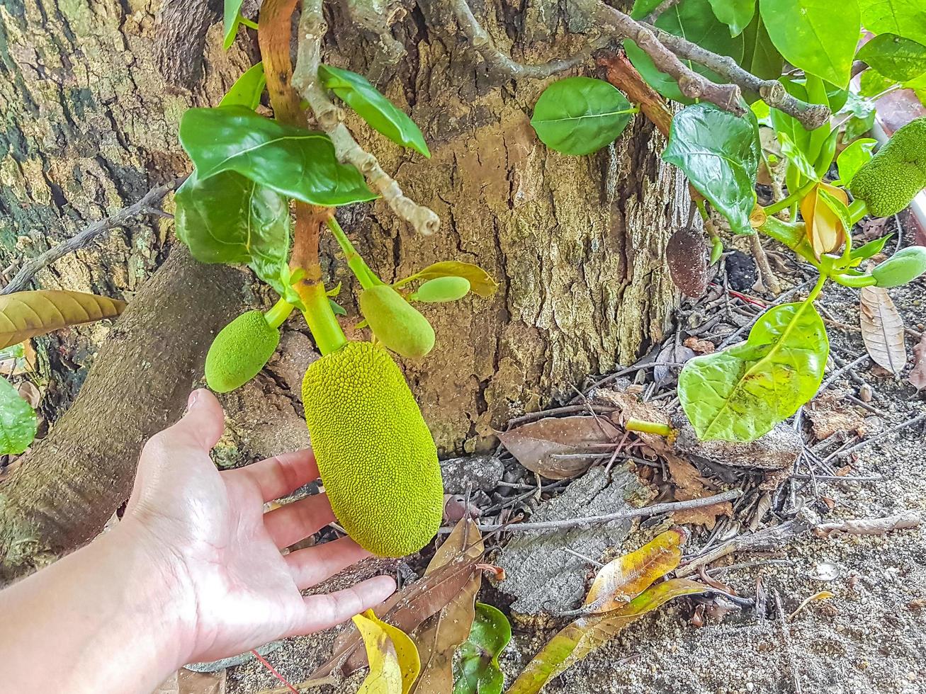 tenere piccolo jackfruit su jack tree a koh samui thailand. foto