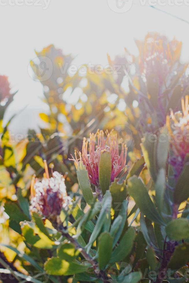 puntaspilli protea sul cespuglio foto