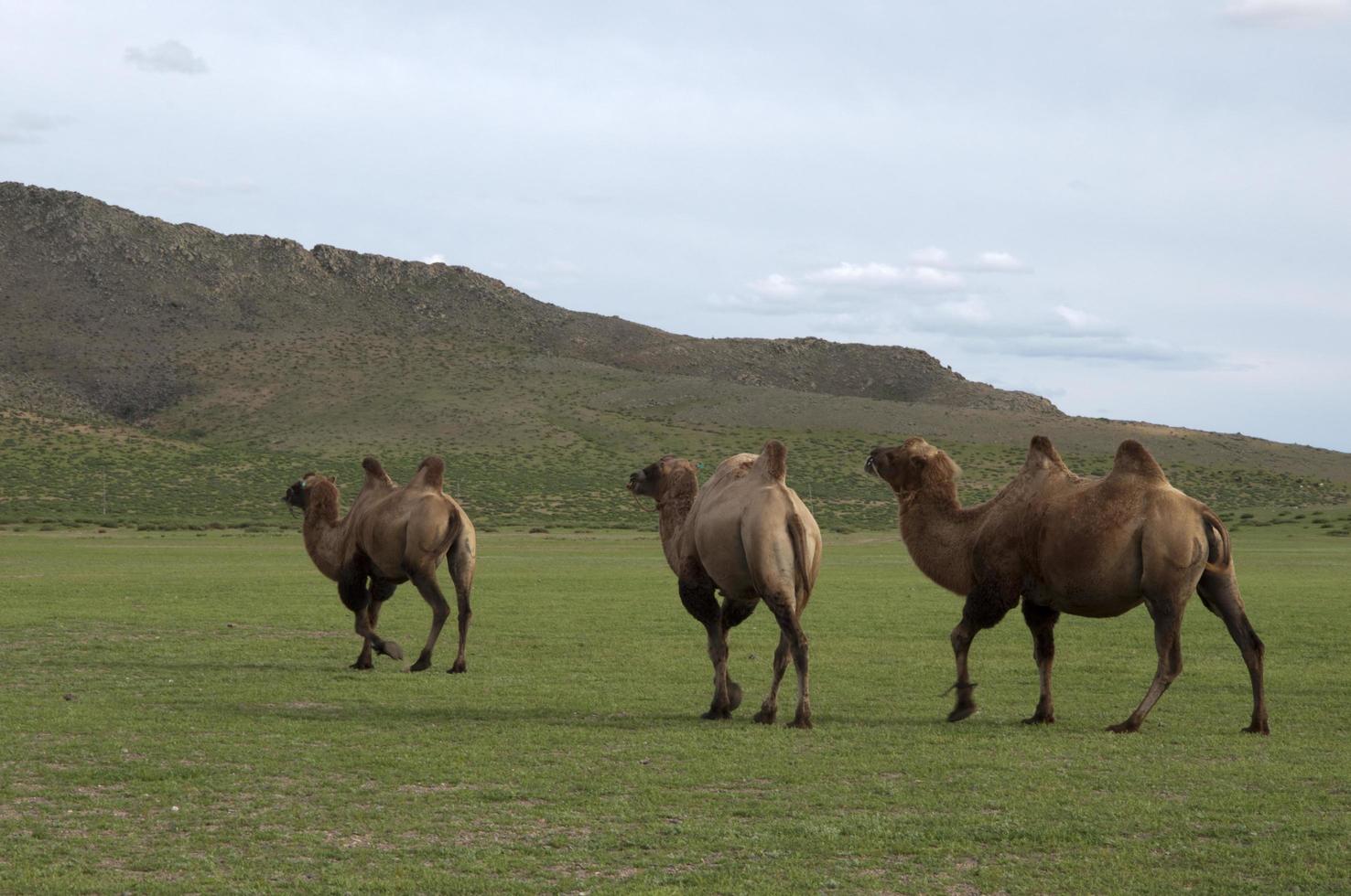tre cammelli selvaggi della Battriana, camelus ferus, che camminano liberi nelle campagne mongole. area rurale vicino a kharakhorum, mongolia foto