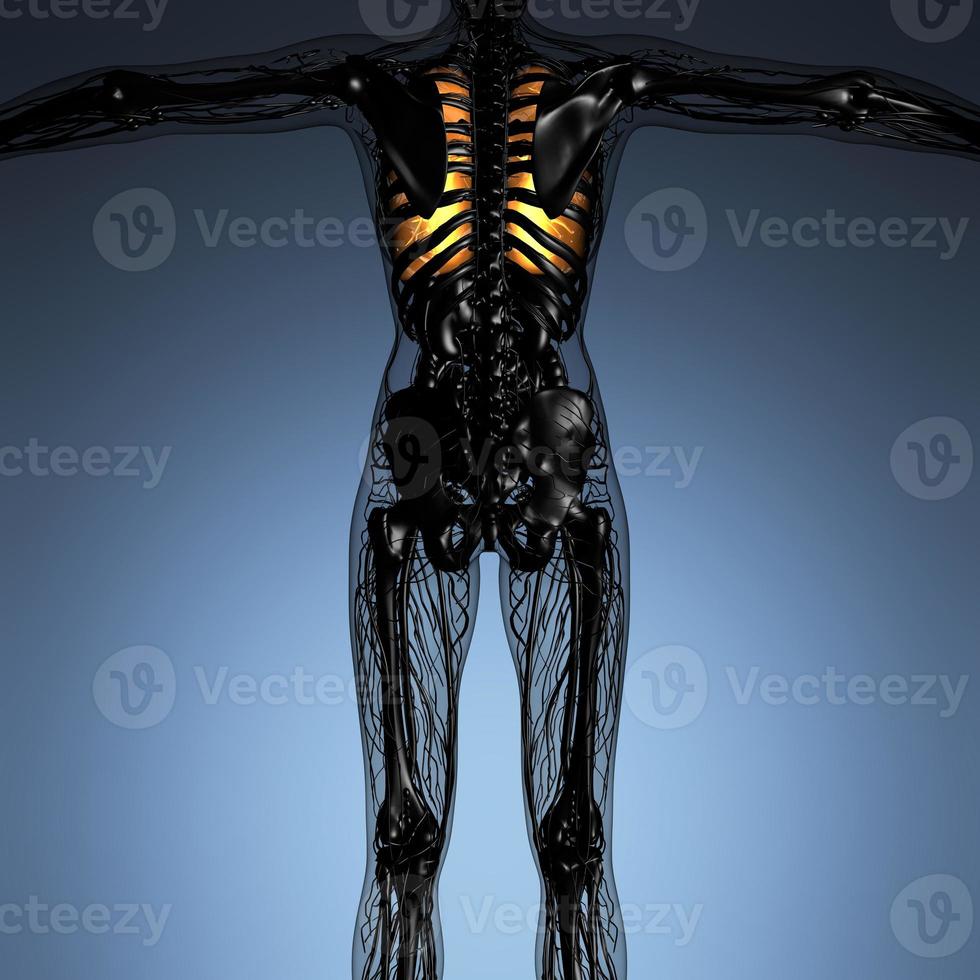 anatomia scientifica del corpo della donna con polmoni luminosi foto