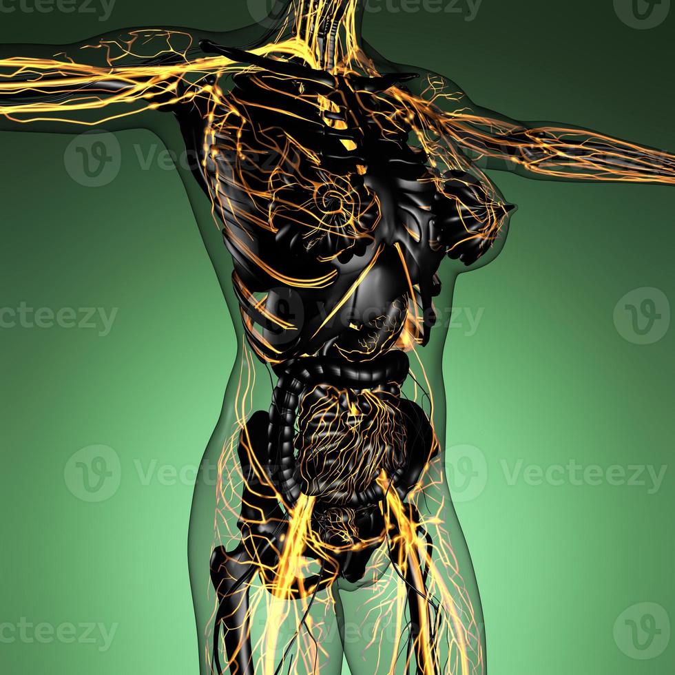 anatomia scientifica del corpo umano ai raggi X con vasi sanguigni luminosi foto