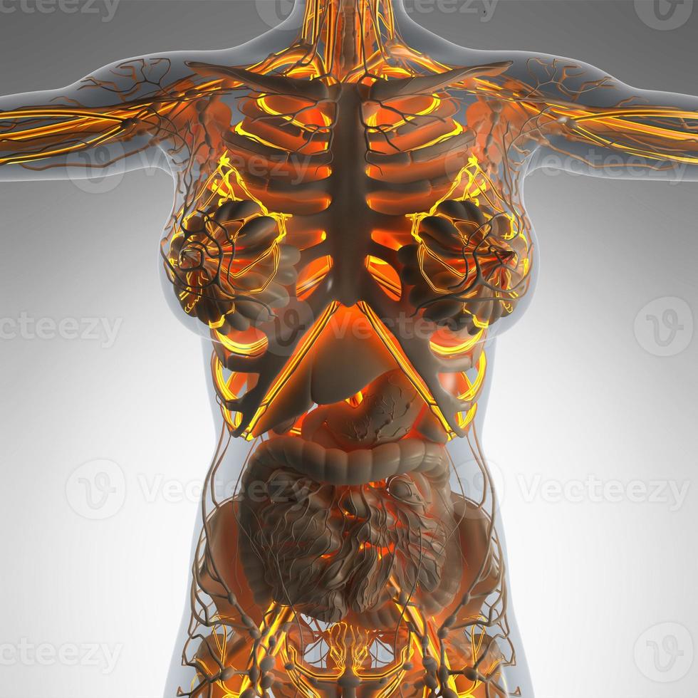 anatomia scientifica del corpo umano ai raggi X con vasi sanguigni luminosi foto