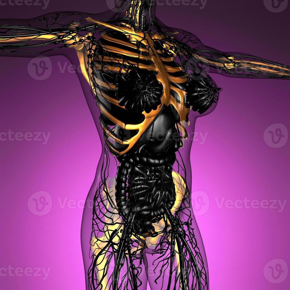 anatomia scientifica del corpo umano ai raggi X con ossa dello scheletro bagliore foto