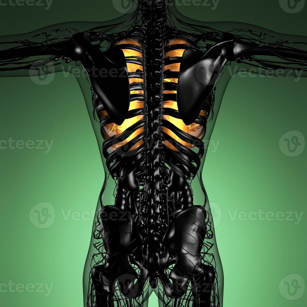 anatomia scientifica del corpo della donna con polmoni luminosi foto