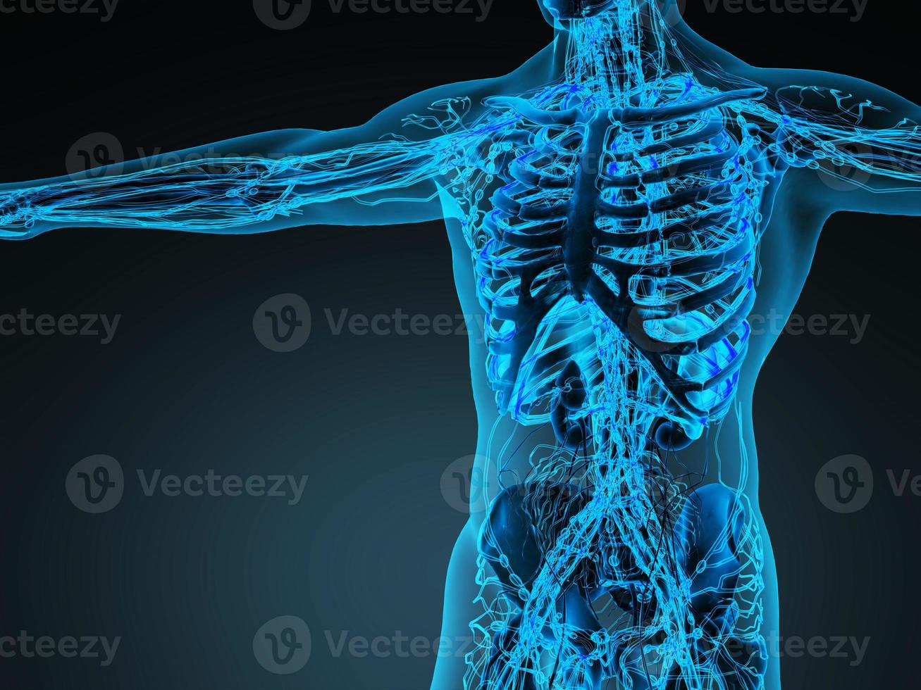 sistema cardiovascolare di circolazione umana con ossa in corpo trasparente foto