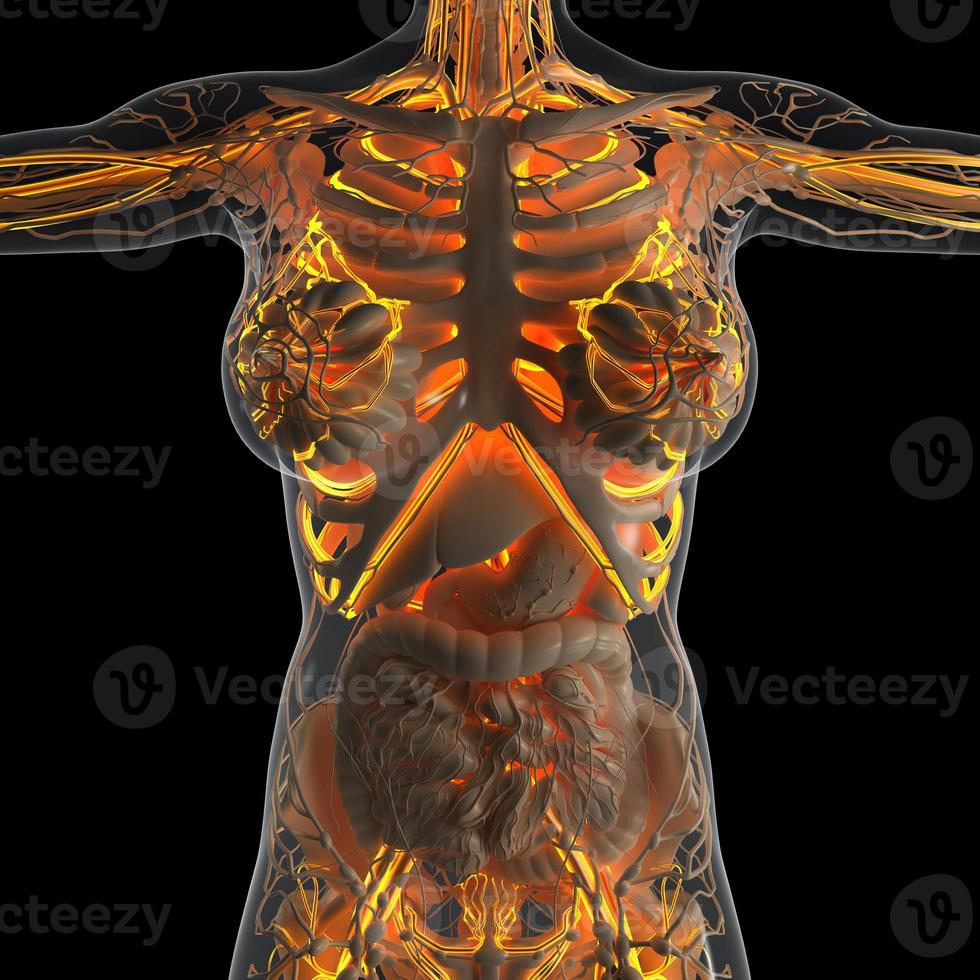 anatomia scientifica del corpo umano ai raggi X con vasi sanguigni luminosi foto