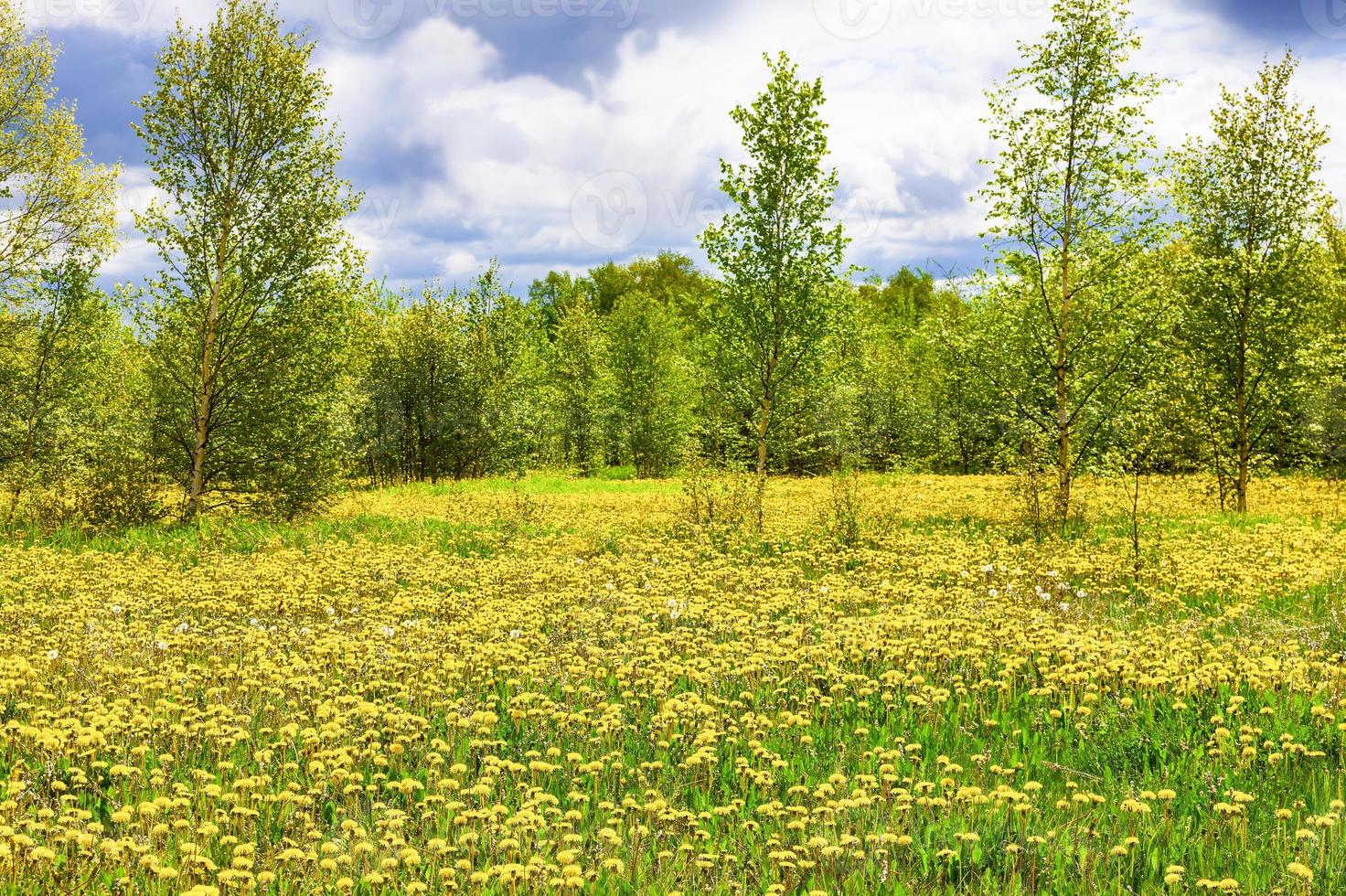 il campo con denti di leone gialli, alberi verdi e cielo blu foto