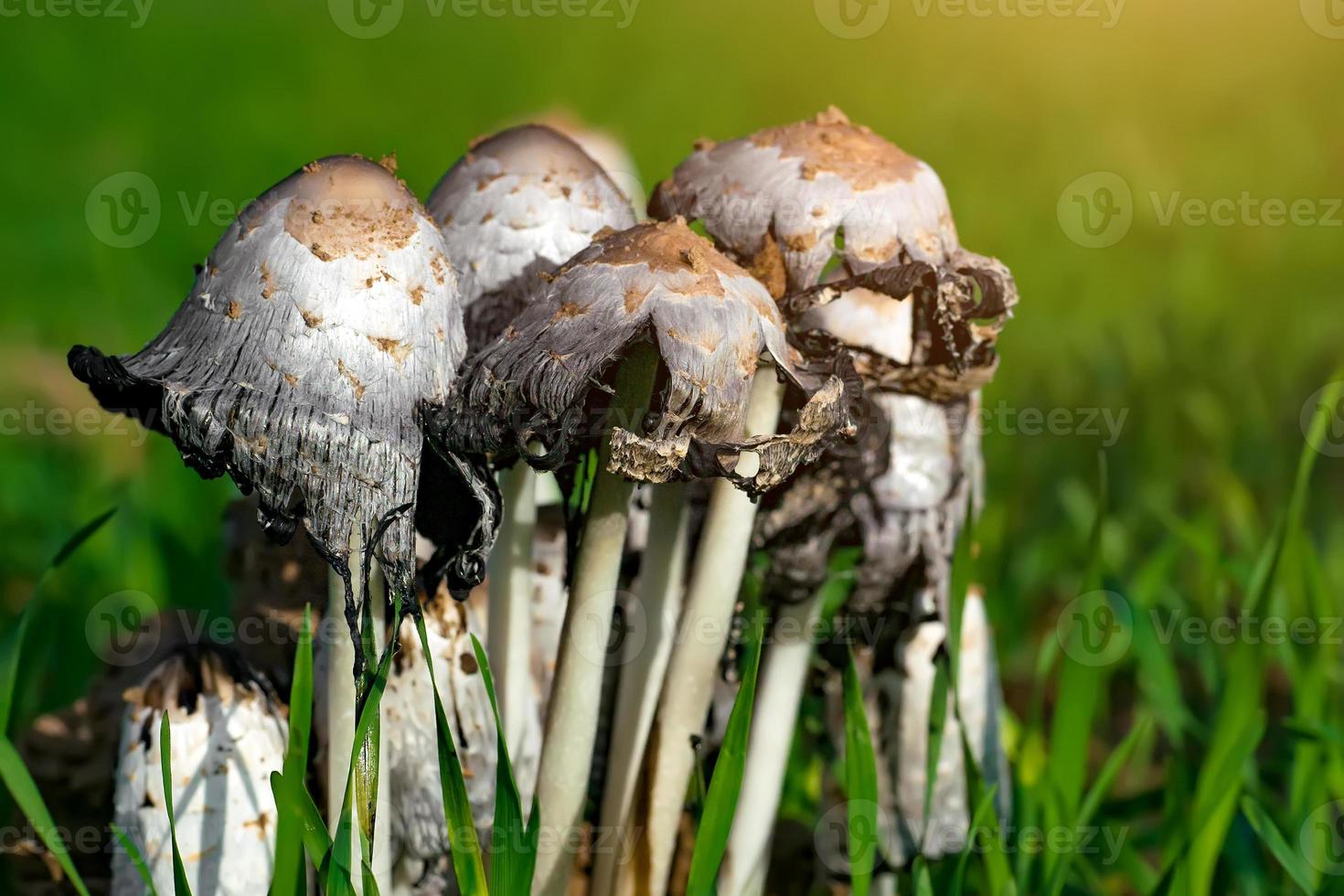 un mazzetto di funghi porcini nel campo foto