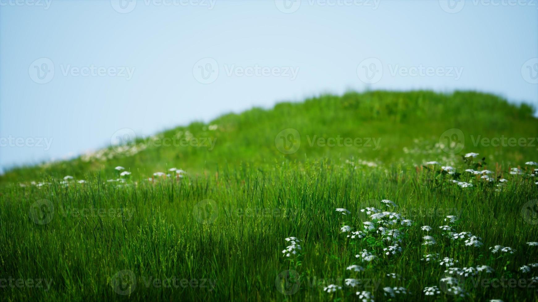 campo di erba fresca verde sotto il cielo blu foto