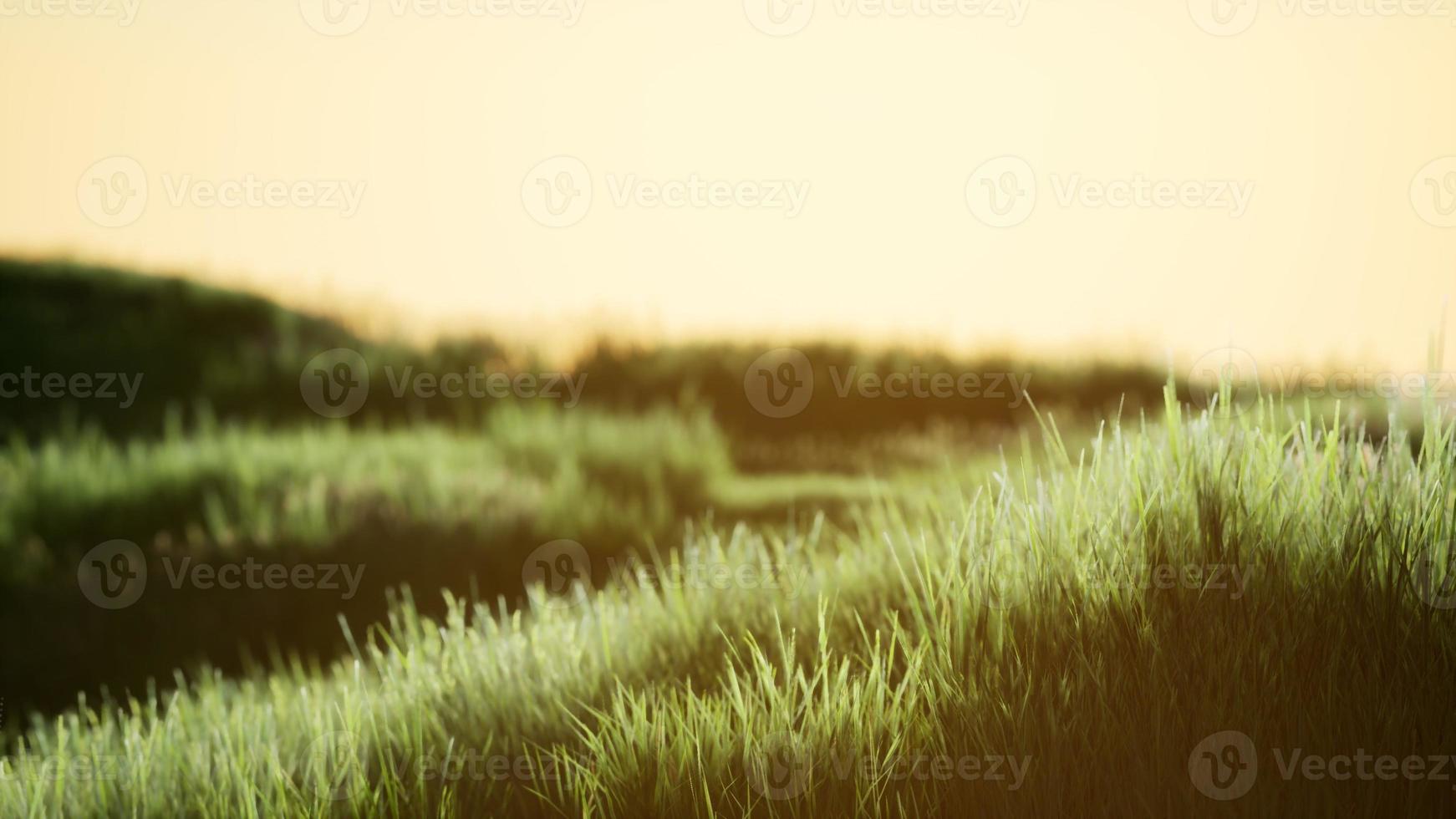 campo verde all'alba con cielo blu foto