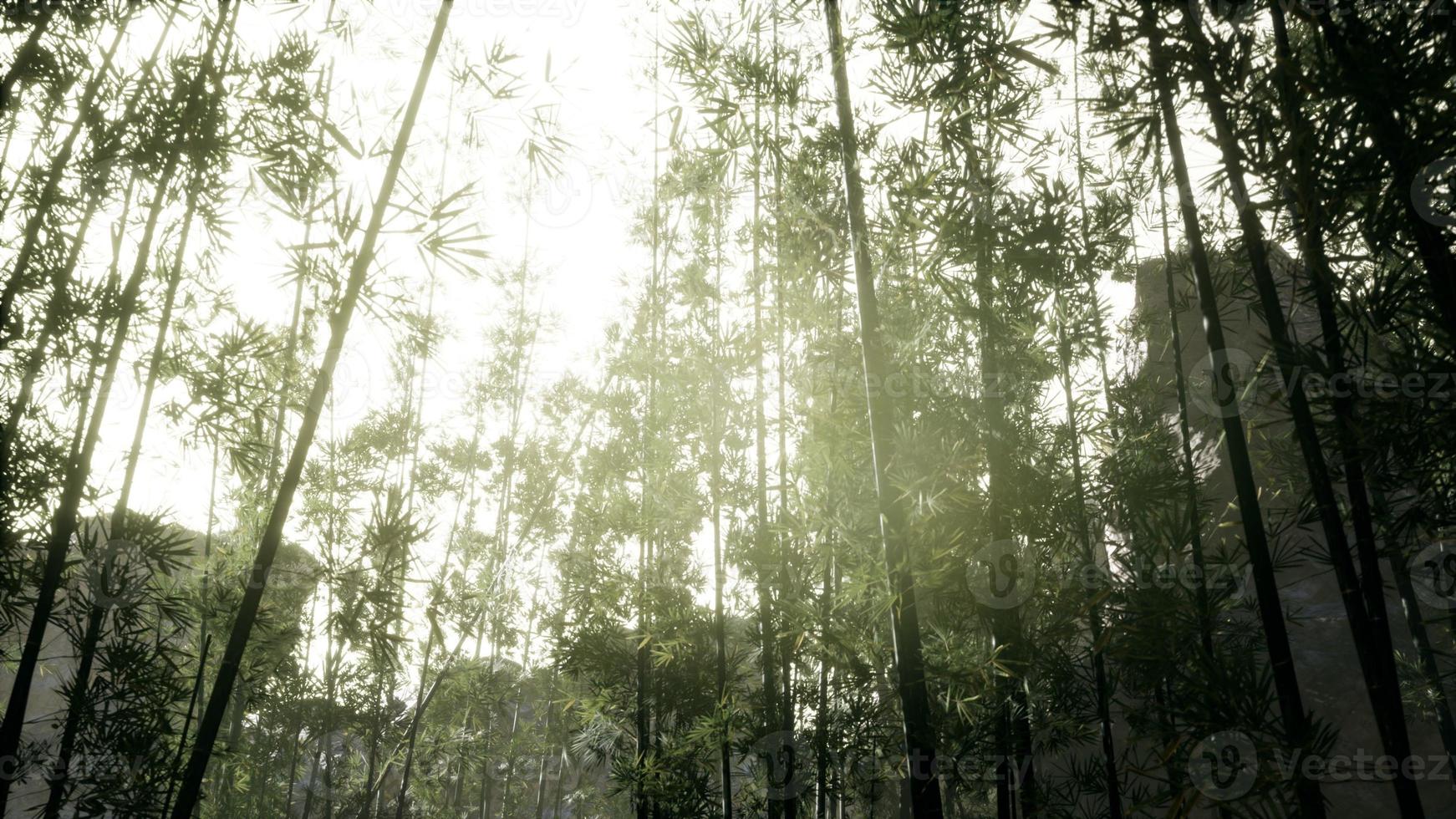 paesaggio dell'albero di bambù nella foresta pluviale tropicale, malesia foto