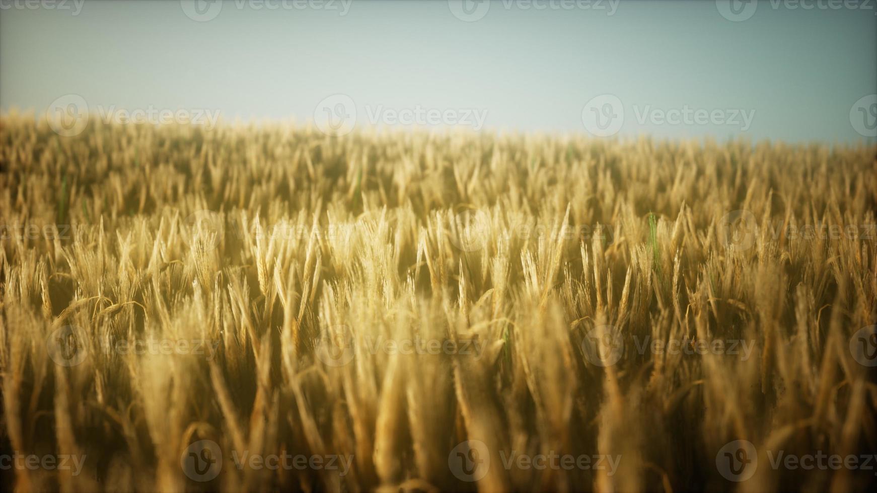 Campo di segale giallo maturo 8k sotto il bellissimo cielo al tramonto estivo foto