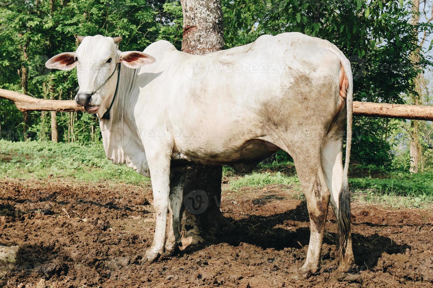 bovini di razza ongole o mucca giavanese o mucca bianca o bos taurus è il bestiame più grande dell'indonesia nella fattoria tradizionale, indonesia. allevamento tradizionale del bestiame foto