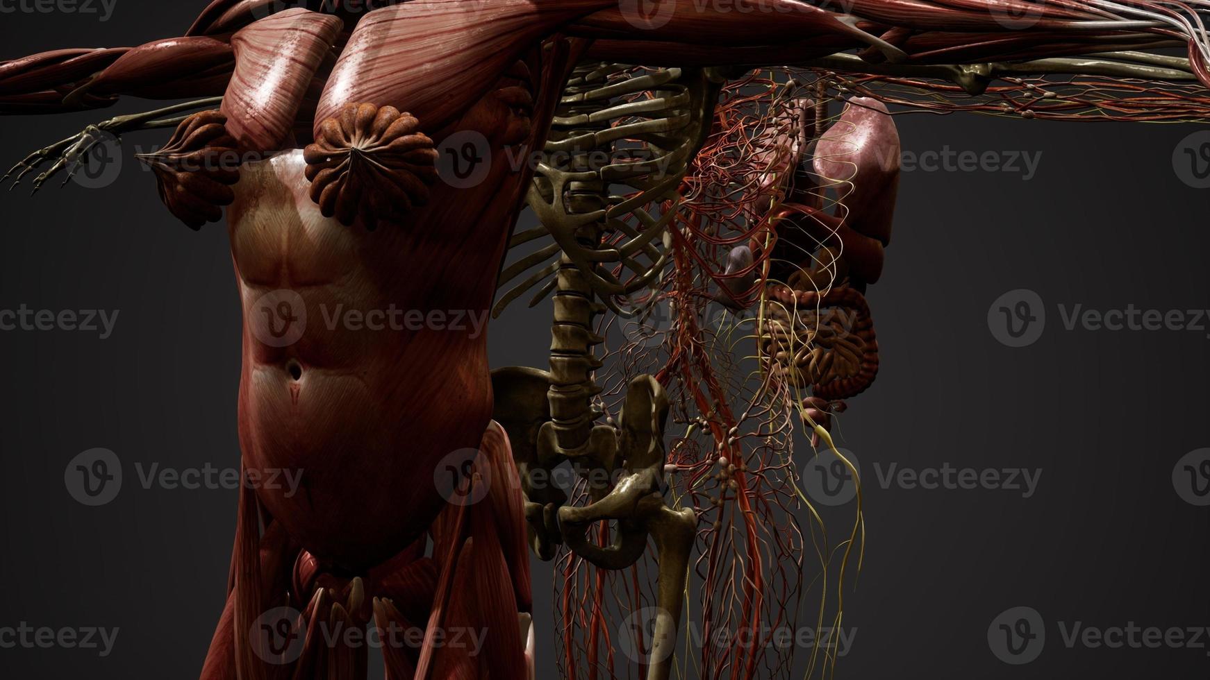 illustrazione animata di anatomia umana 3d foto