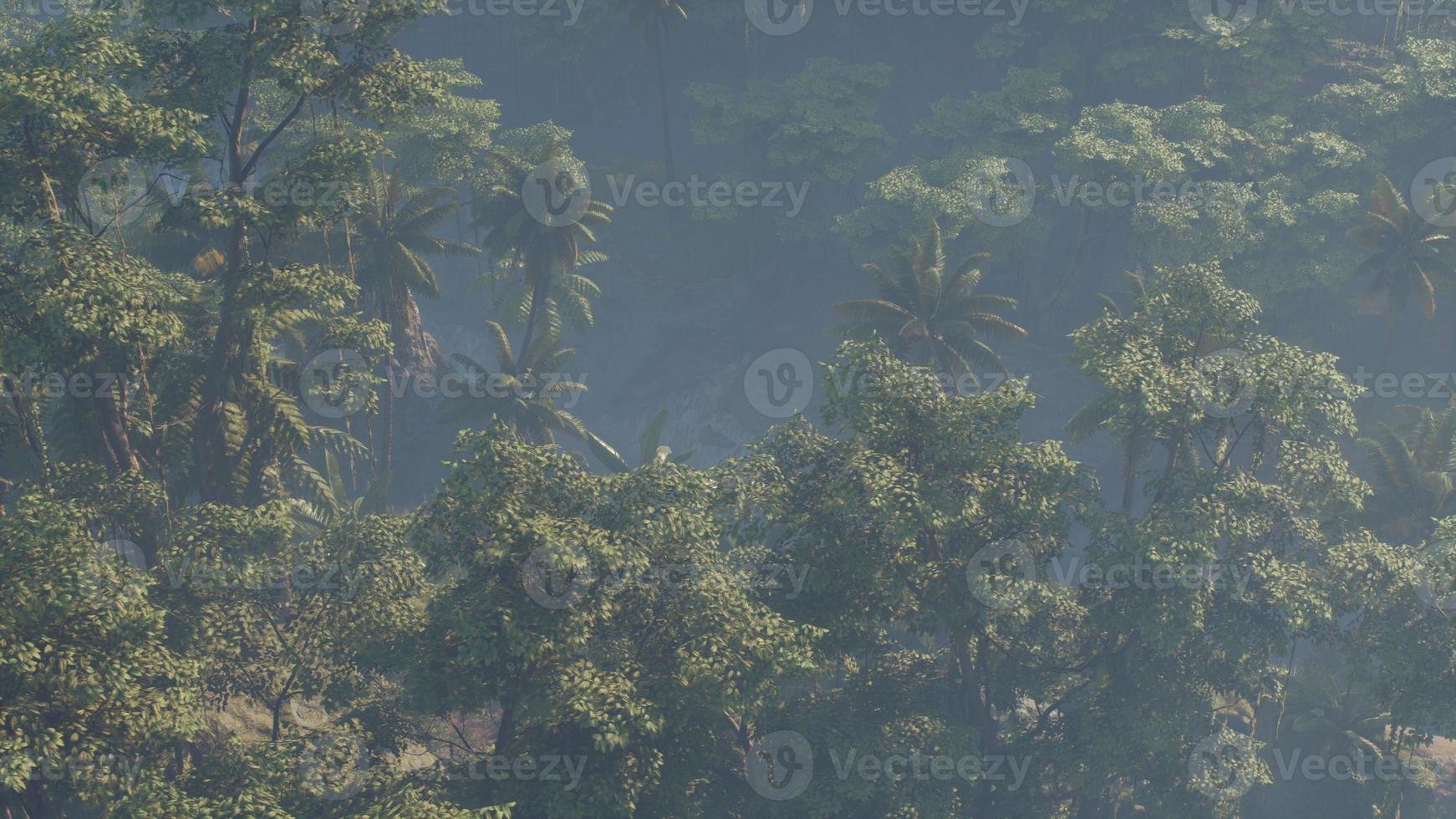 paesaggio della foresta pluviale della giungla coperto di nebbia foto