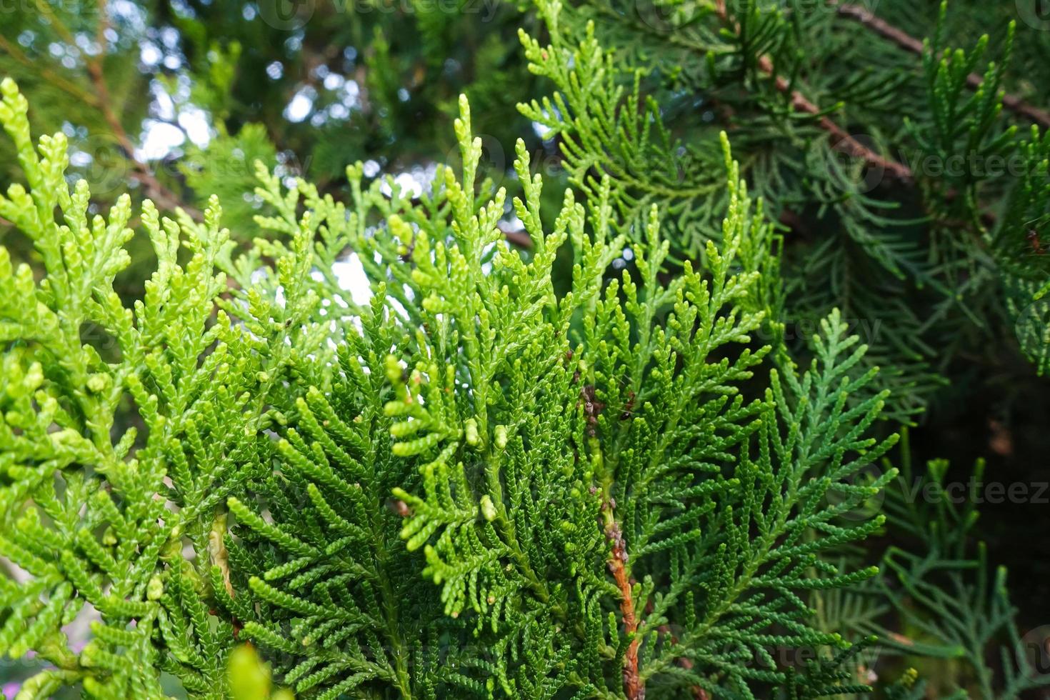 dettaglio di foglie di pino verde fresco, arborvitae orientale, thuja orientalis o chamaecyparis lawsoniana, noto anche come platycladus orientalis foglia texture di sfondo per il disegno del modello di fogliame foto