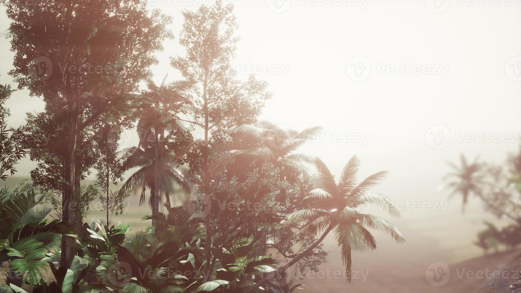 foresta pluviale tropicale di palme nella nebbia foto