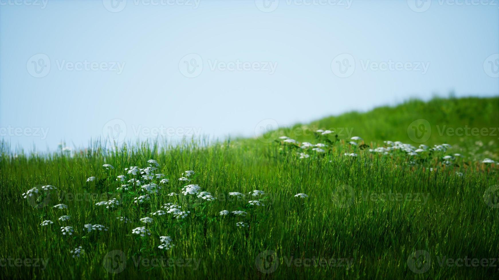 campo di erba fresca verde sotto il cielo blu foto