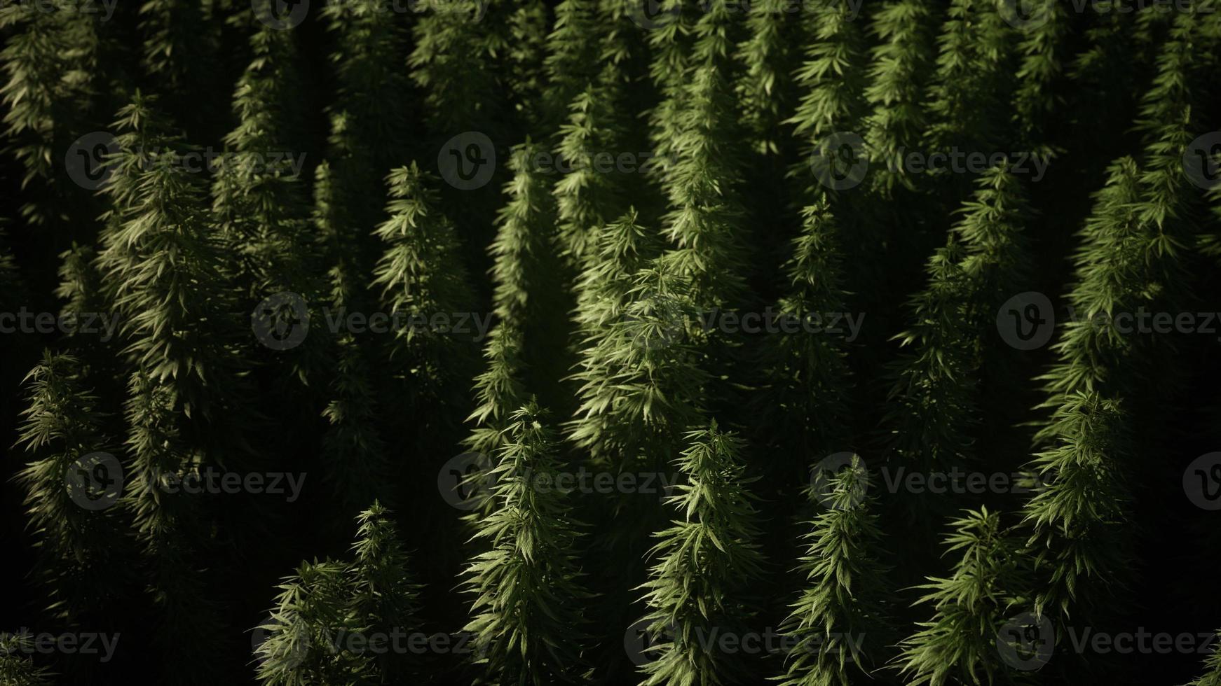 boschetti di piante di marijuana sul campo foto