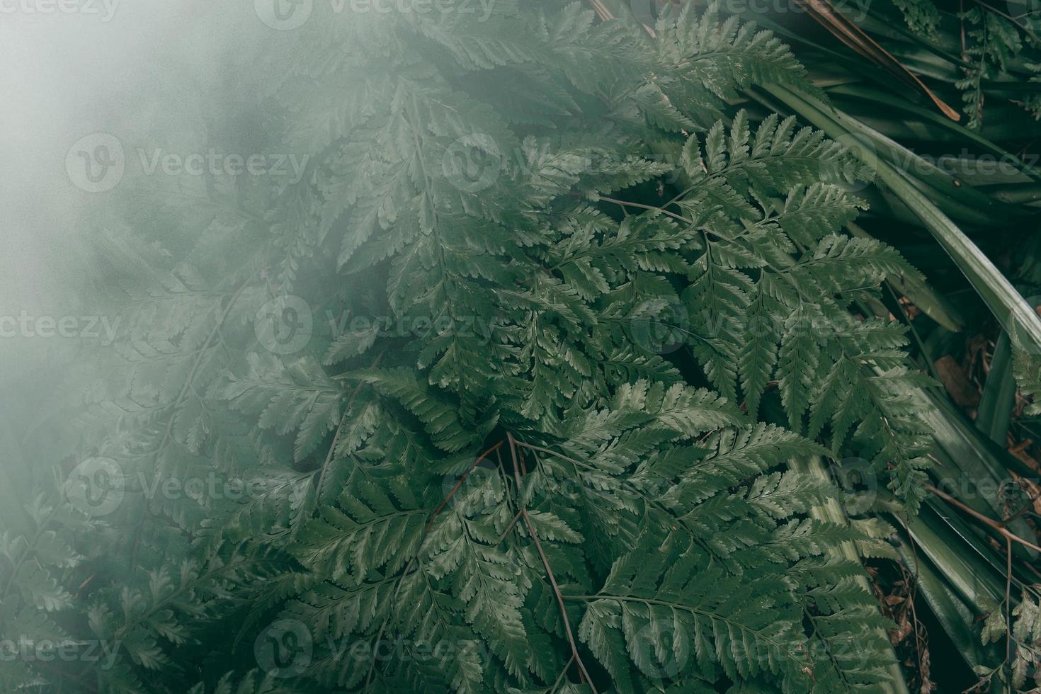 giardino verticale con foglia verde tropicale con nebbia e pioggia, tono scuro foto