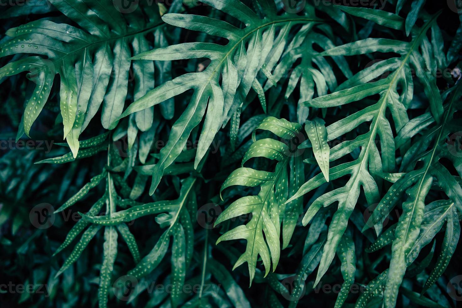 sfondo foglia verde tropicale, tema tono scuro. foto