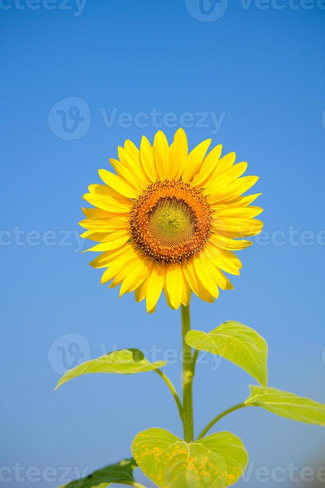 girasoli che fioriscono sul cielo blu. foto