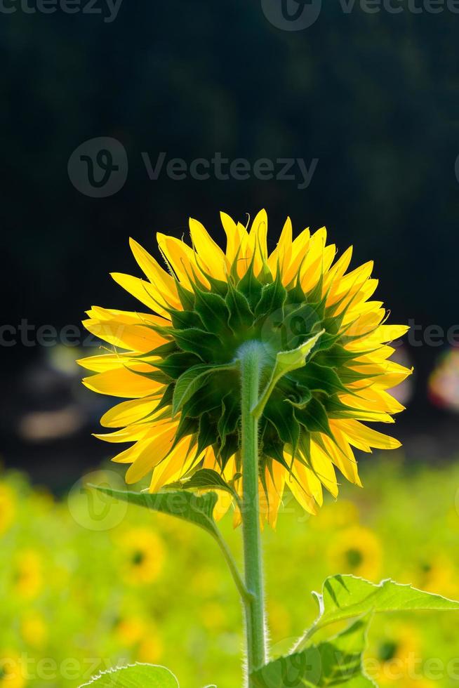 girasoli che fioriscono nel giardino in primavera. foto