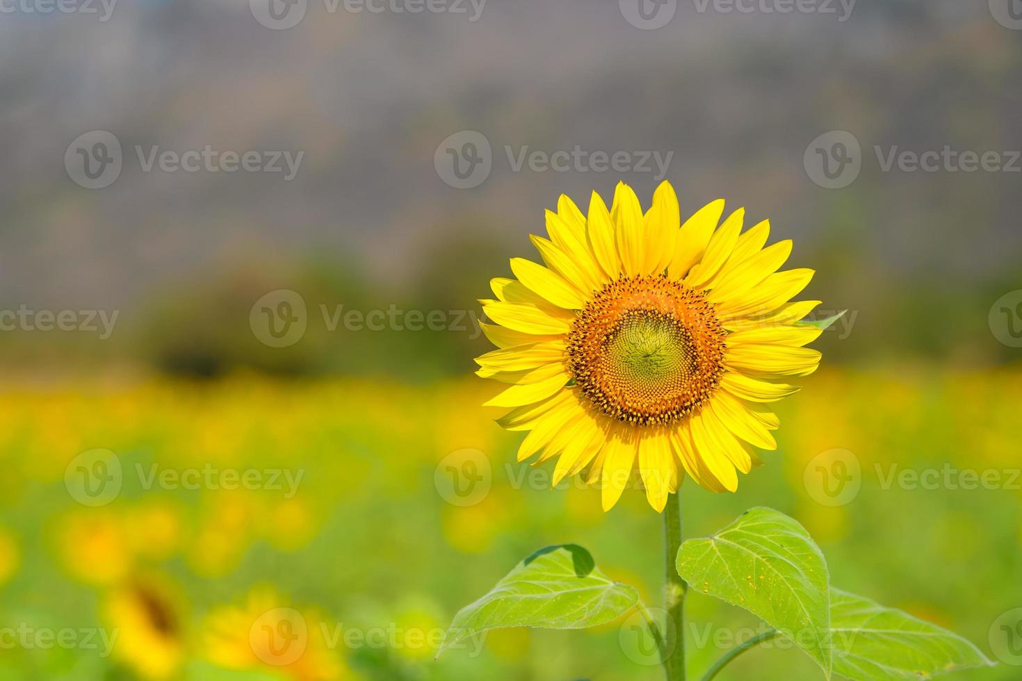 girasoli che fioriscono nel giardino in primavera. foto