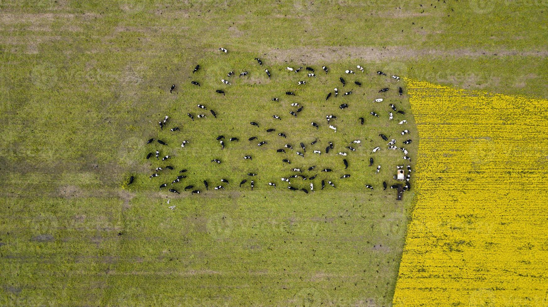 una mandria di mucche posa sul campo vista dal drone foto