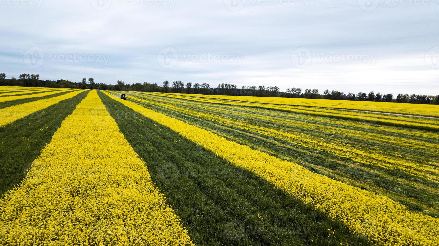 fotografia aerea di campo di colza giallo-verde con drone foto