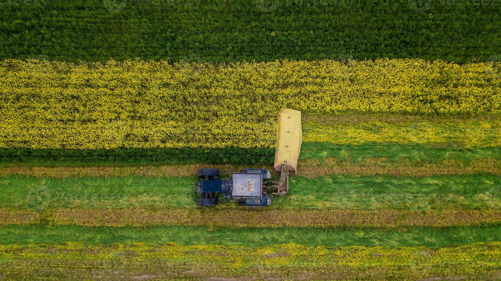 falciare la fotografia aerea del trattore per colza con un drone foto